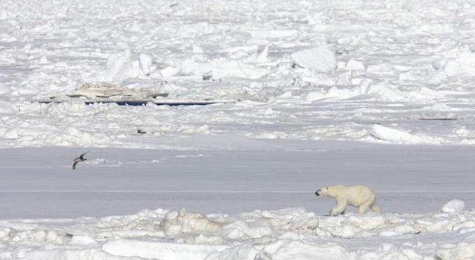 2-1749807612-6967-1749807778 Gấu Bắc Cực ở Svalbard. Ảnh: Alamy