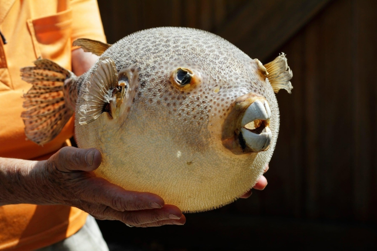 fugu-the-famed-fish-for-bold-cul-1751081930