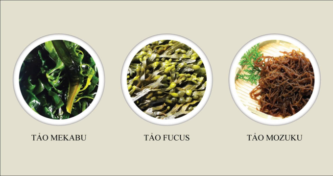image-407865749-extractword-1-8797-6906-1748853433 Sản phẩm Fucoidan 3-Plus dạng viên là sự kết hợp ba loại fucoidan (mozuku, mekabu và fucus) cùng với nấm agaricus và men vi sinh giúp tăng cường sức đề kháng, phù hợp cho đối tượng mới ốm dậy hoặc phải sử dụng thuốc trong thời gian dài. Ảnh: Fucoidan 3-Plus
