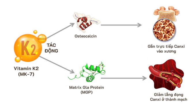 image-430731142-extractword-0-2052-9623-1749549602 Vitamin K2 giúp tăng trưởng xương, ngăn ngừa canxi lắng đọng tại thành mạch. Ảnh: LineaBon