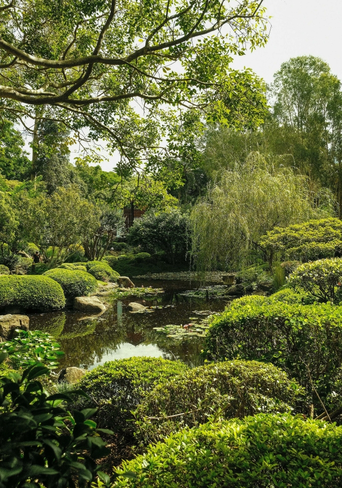 pexels-samantha-walters-540247-1595-3144-1750751826 Khu vườn Brisbane Botanic Gardens. Ảnh: Pexels