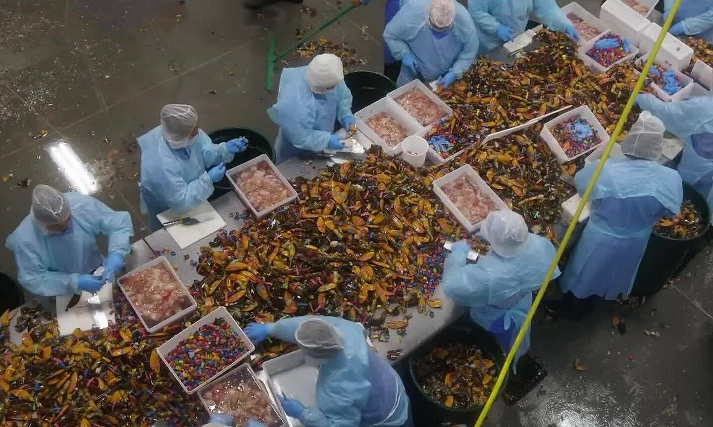 quy-trinh-bat-lam-thit-270-000-kg-tom-hum-moi-tuan-1750853545 Quy trình bắt, làm thịt 270.000 kg tôm hùm mỗi tuần