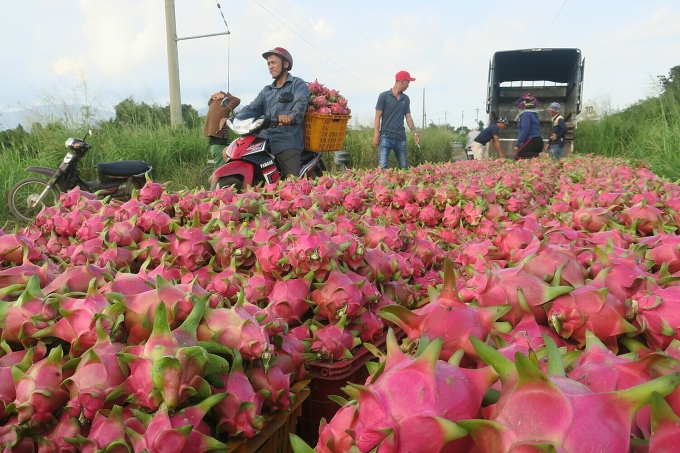 thanh-long-binh-thuan-10-2019-3180-8657-1748710971 Thu hoạch thanh long ở Bình Thuận. Ảnh: Việt Quốc
