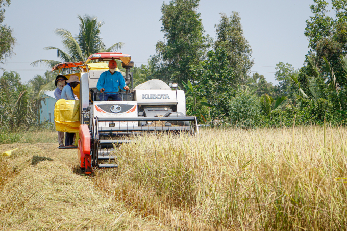 thuhoachlua-st-33-5749-1751275364 Nông dân thị xã Ngã Năm (Sóc Trăng) thu hoạch lúa vụ Đông Xuân. Ảnh chụp ngày 10/3/2020. Ảnh: Nguyệt Nhi