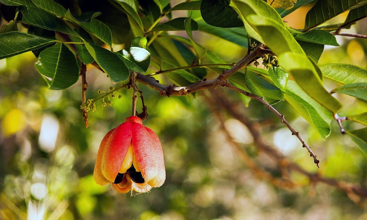 washington-ackee-1751084495-1751084509-1751085453