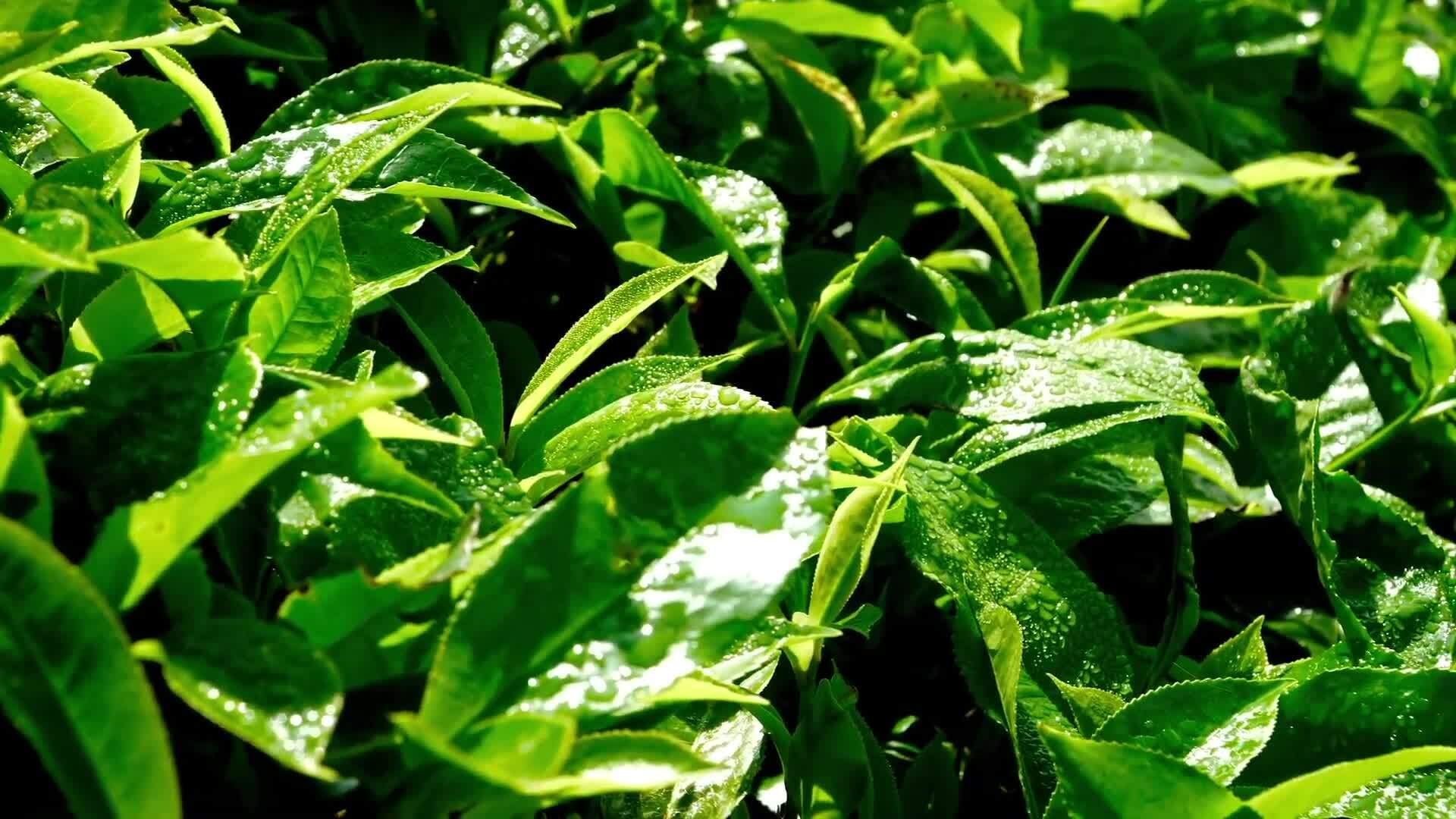 cach-nguoi-nhat-san-xuat-va-thuong-thuc-matcha-1751949032 Cách người Nhật sản xuất và thưởng thức matcha