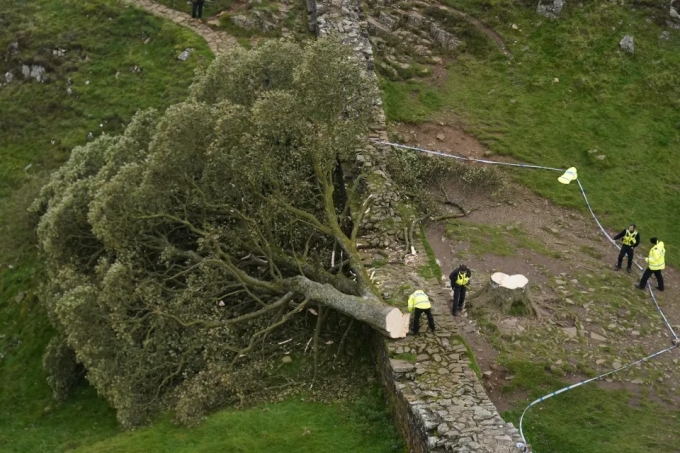 download-2-1752639006-8557-1752640207 Cây sung dâu Sycamore Gap bị đốn hạ giữa đêm 27/9/2023, phần gốc hiện được vây rào và đã đâm chồi non. Ảnh: PA