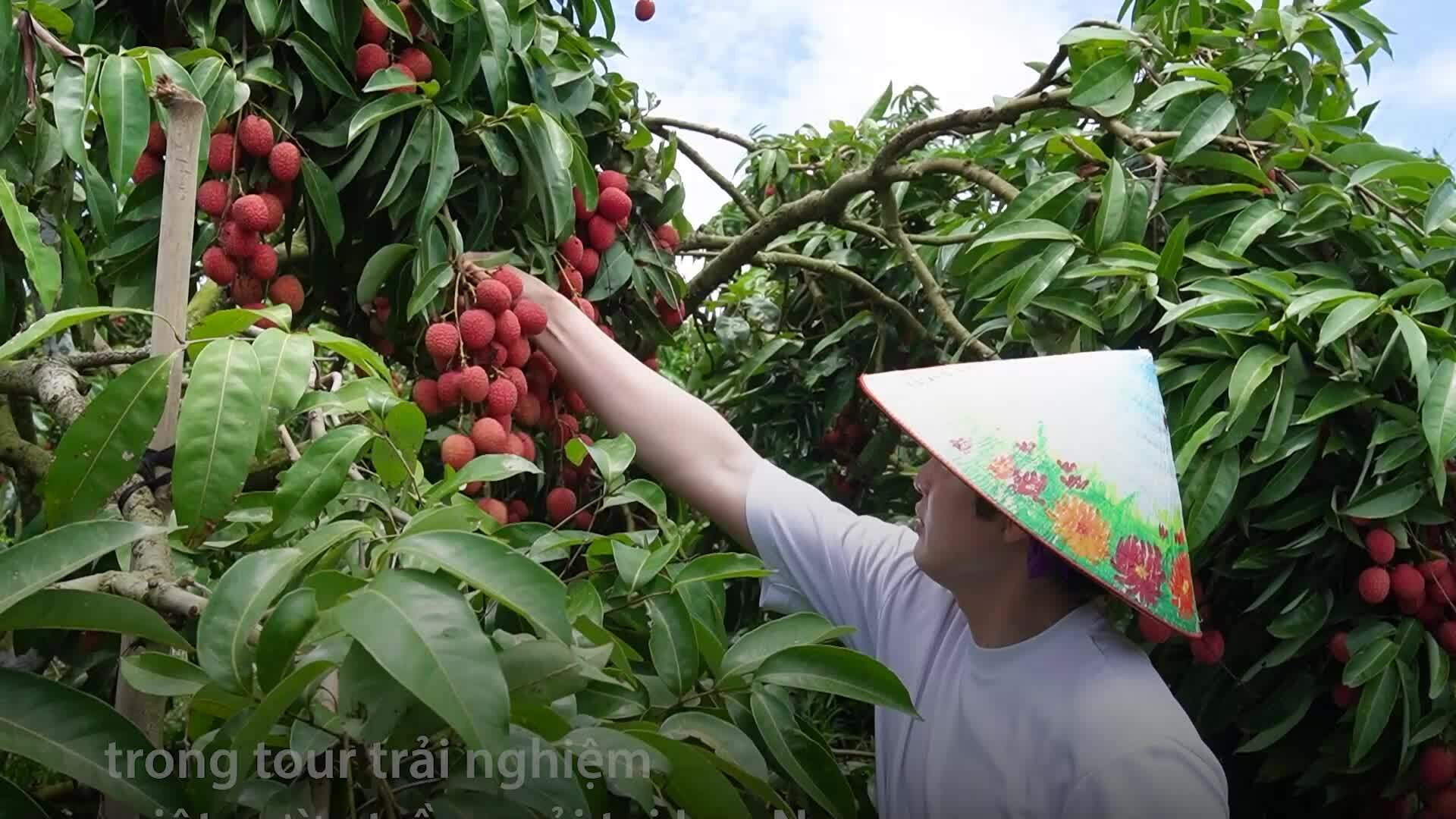 khach-du-lich-hao-hung-tour-miet-vuon-vai-1751620162 Khách du lịch hào hứng tour miệt vườn vải
