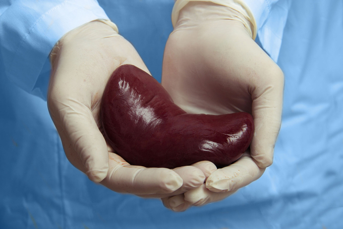kidney-transplant-1751621625-1-6440-4526-1751621671 Một quả thận trên tay bác sĩ. Ảnh: Adobe Stock