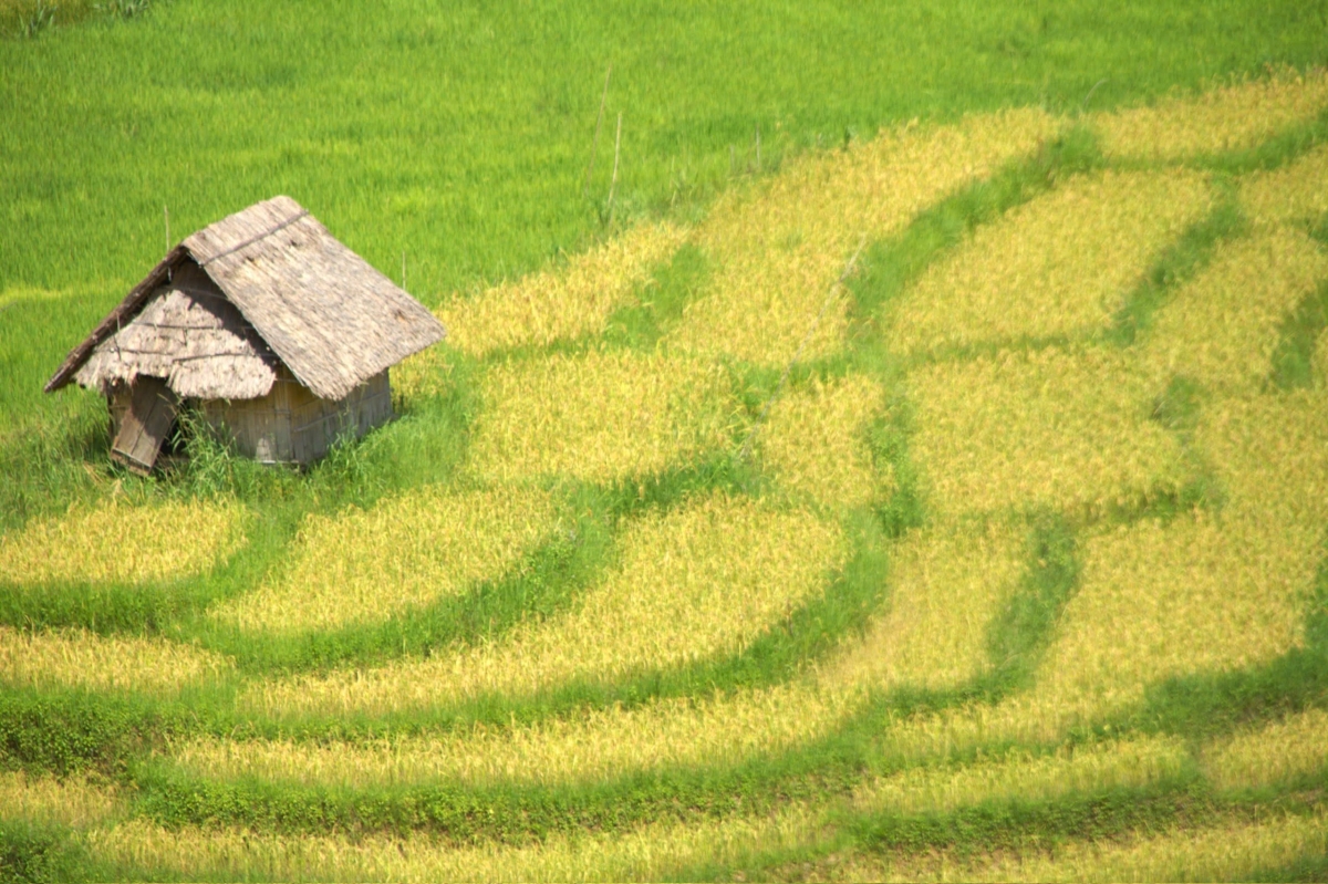ruong-mau-vang-1753761362