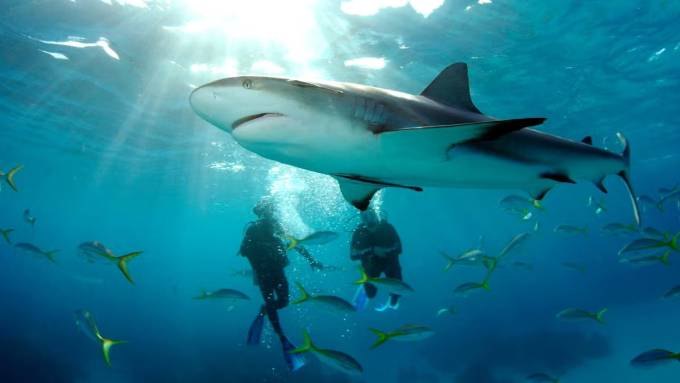 swim-with-sharks-stuart-cove-b-4710-7225-1753157981 Bơi cùng cá mập là hoạt động yêu thích của nhiều người dân Mỹ. Ảnh: Stuarts cove dive Bahamas