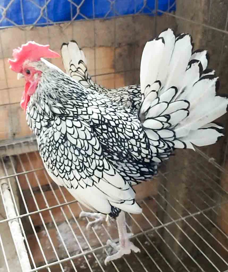 14-8-nuoi-chim-quy-02-17551624244661077075797 Gia Lai - Ảnh 5.