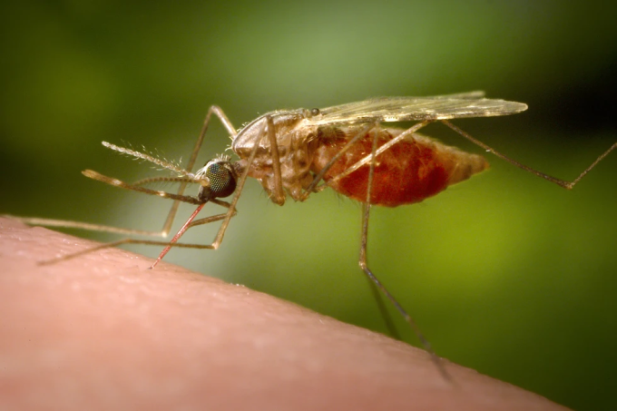 download-15-jpg-1754904856-1337-1754904929 Muỗi Anopheles funestus cái đang hút máu. Ảnh: CDC
