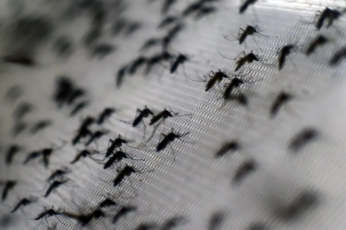 id1084477-denguemosquito-45653-3015-8245-1755138032 Muỗi Aedes aegypti bị nhiễm vi khuẩn Wolbachia. Ảnh: AFP