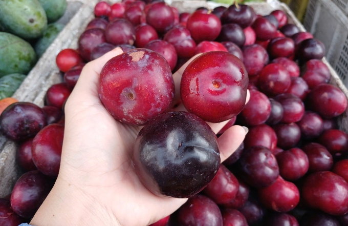 man-1753777199-1753777309-5147-1753777990 Mận cherry được bán tại sạp trái cây ở chợ Phạm Văn Hai, phường Tân Sơn Hòa (TP HCM). Ảnh: Thi Hà