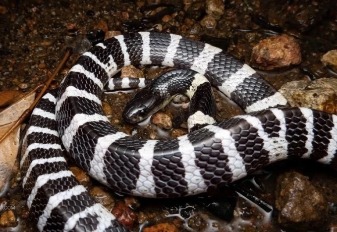 ran-cap-nia-jpg-1755662256-4761-1755662287 Minh họa rắn cạp nia. Ảnh: Hongkongsnakeid
