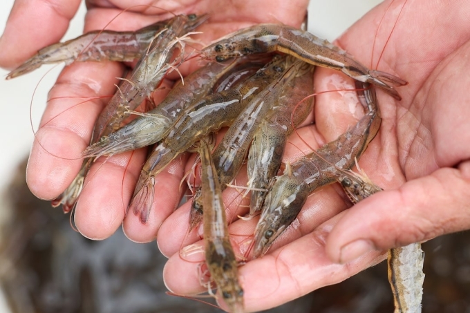 shrimp-1754470218-2583-1754470401 Tôm nuôi tại một trang trại ở Banten (Indonesia). Ảnh: Reuters