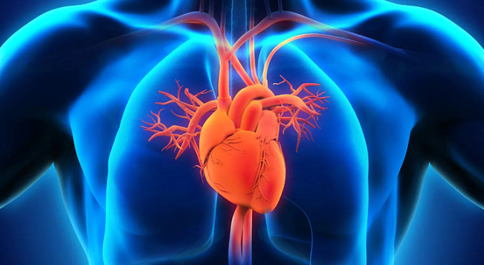 understanding-the-human-heart-3180-7152-1754275097 Ảnh minh họa: Asterhospitals