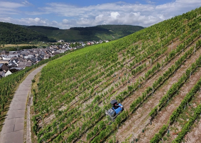 vineyard-1754283338-6939-1754283484 Nột vườn nho tại Moselle (Đức). Ảnh: Reuters